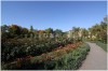 Petrin - Ruzovy sad_Rozarium101010_004