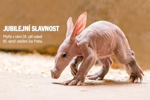 Zoo_Karusel_Vyrocni_slavnost_1000x562