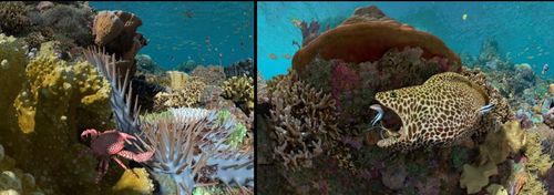 Planetárium Praha _ Korálový útes 360