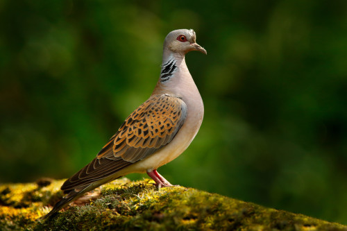 Turtle dove, Streptopelia turtur, Pigeon forest bird in the nature habitat, green background, Germany. Wildlife scene from green forest. Dove in nature wood habitat. Big bird in vegetation.