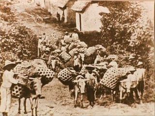 benedikt_roezl_cesta_za_orchideji