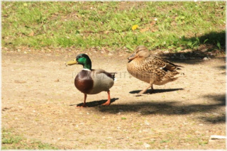 pha7-stromovka110506_039