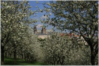 Petřín - Seminářská zahrada