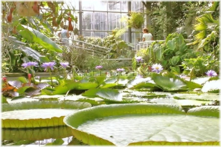 Praha 2 - Botanická zahrada Přírodovědecké fakulty UK