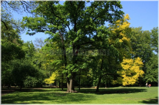 Královská obora - Stromovka - Červený dub