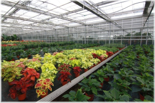 Pražský hrad - Produkční zahrady, skleník