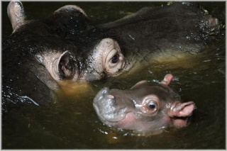 ZOO Praha - Hroch obojživelný