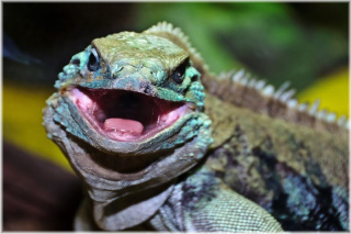 ZOO Praha - Leguán modravý