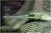 ZOO Praha - Gaviál indický