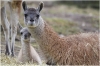 ZOO Praha - Lama guanako