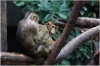 ZOO Praha - Makak vepří