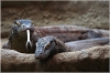 ZOO Praha - Varan komodský