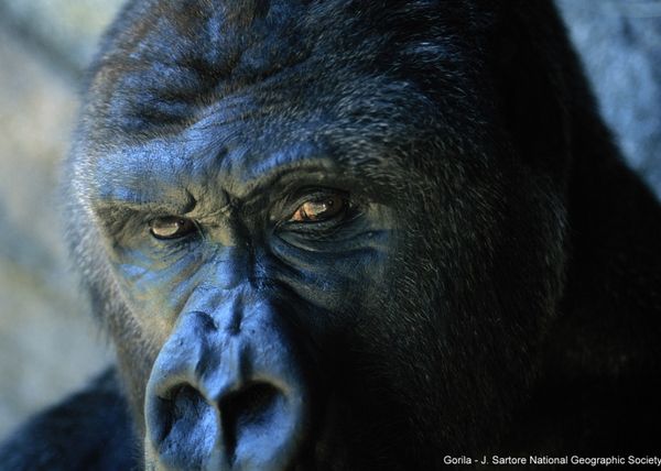 Výstava fotografií National Geographic v Palladiu
