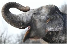 Komentované prohlídky v ZOO Praha