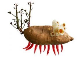 Food Film Fest