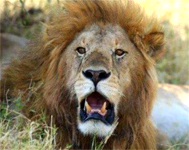 Hic sunt leones