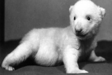 Nestárnoucí Zoo Praha oslaví 83. narozeniny