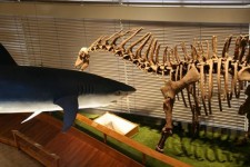 Noční výpravy přírodovědeckou expozicí Národního muzea
