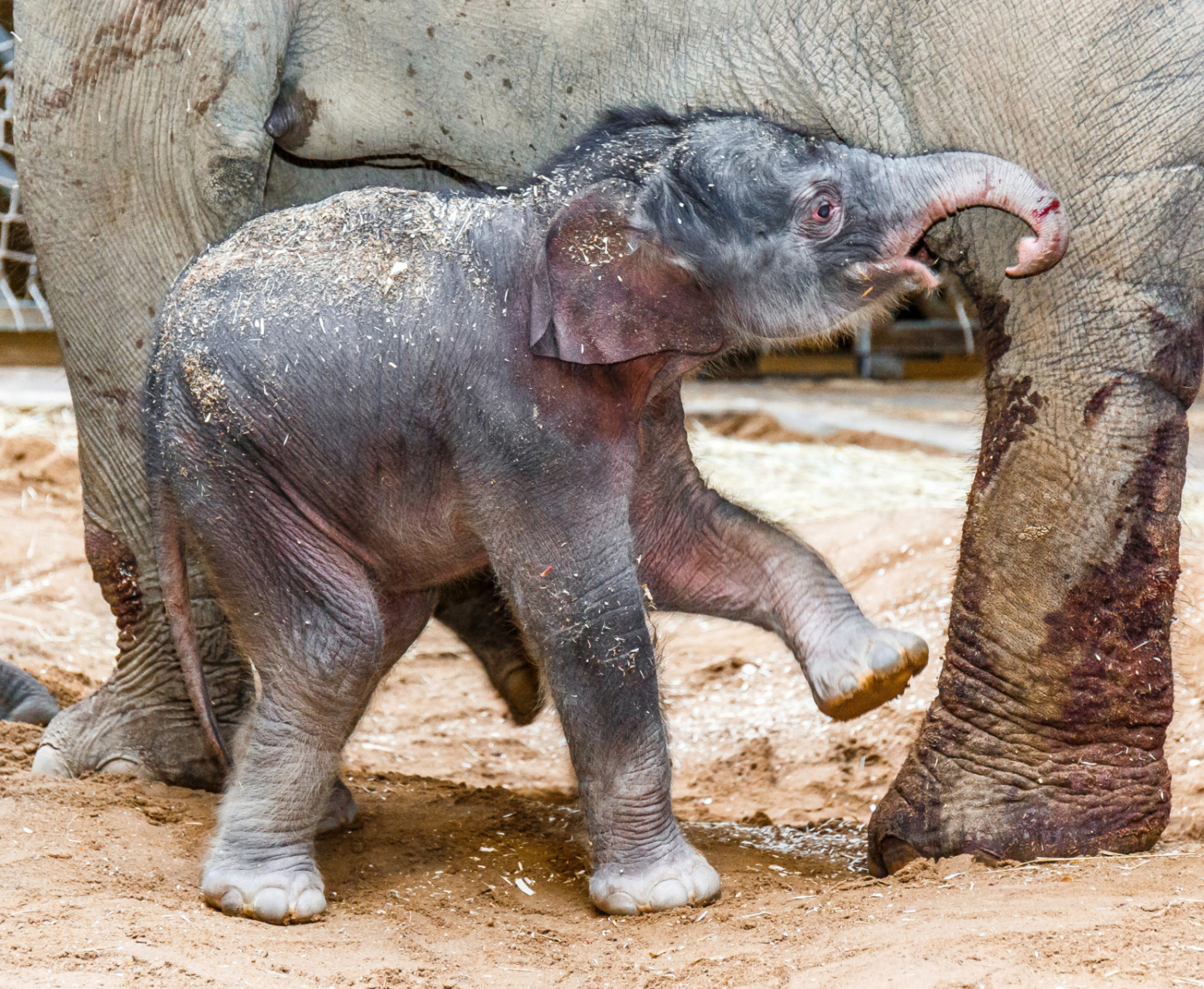V pražské ZOO se narodilo slůně