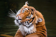 Den dětí v zoo Praha