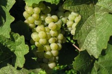 Vysočanské vinobraní u Bobové dráhy na vinici Máchalka