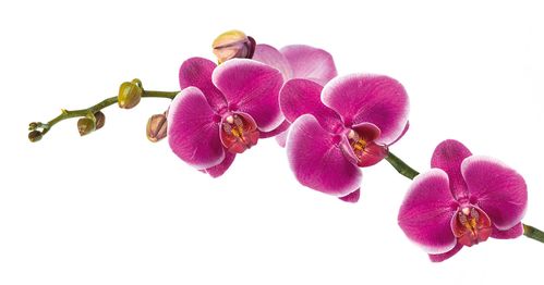 Orchideje v Botanické zahradě