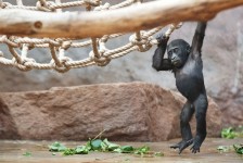 Novoroční setkání u zvířat v Zoo 