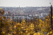 Svatomartinský přípitek