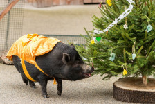 Štědrý den a vánoční svátky v Zoo Praha