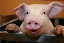 Letenské prase aneb zabijačka v muzeu